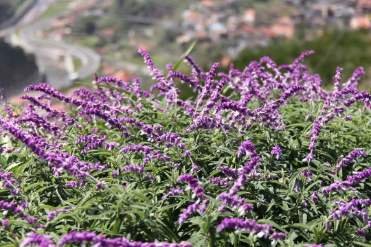 Mexican Bush Sage in 4 inch pot I947796