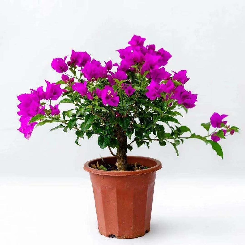 Bougainvillea Live Plant 8in Tall Seedling Purple L988529