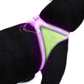 Noxgear Lighthound 360 Visibility Multicolor Reflective LED Dog Harness - XL