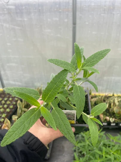 Mexican Bush Sage in 4 inch pot I947796