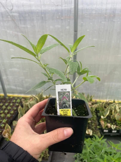 Mexican Bush Sage in 4 inch pot I947796