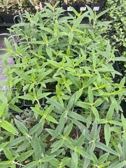 Mexican Bush Sage in 4 inch pot I947796